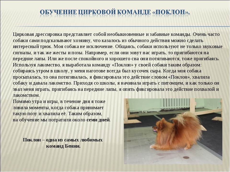 Возможно ли самостоятельно воспитать и дрессировать собак породы шпиц
