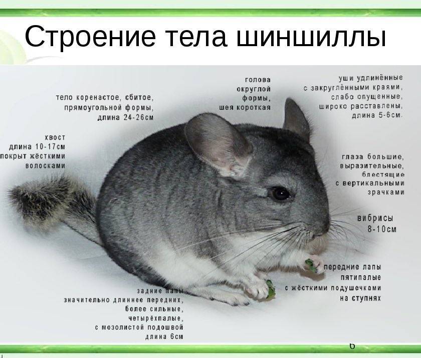 ᐉ окрасы шиншилл: строение, среда обитания, виды шиншилл - zooon.ru