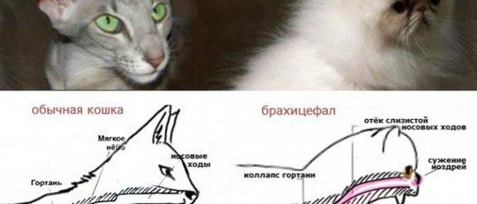 10 причин почему мейн-кун громко и шумно дышит
