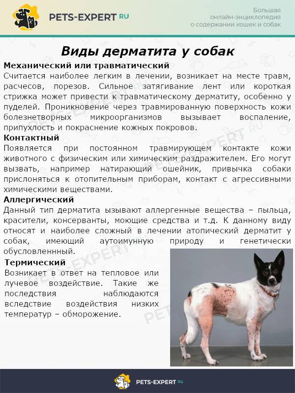 Причины мокнущей экземы у собак, симптомы с фото и лечение в домашних условиях
