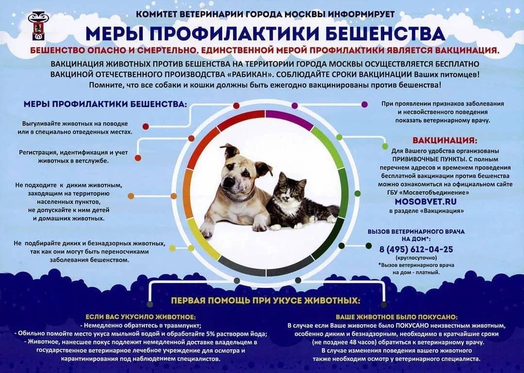 Вакцины для кошек: виды и популярные препараты