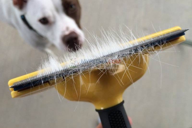 Все про выпадение шерсти у собаки