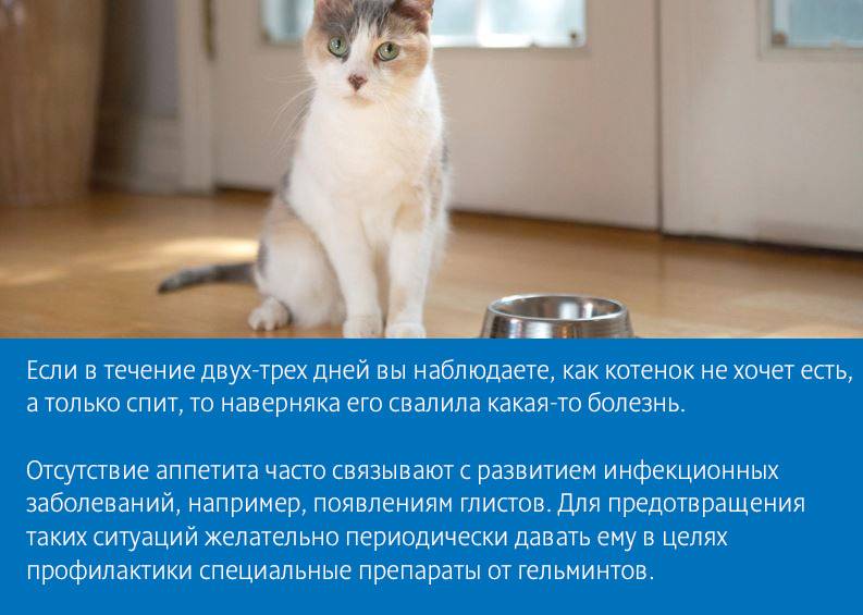 Кошка отказывается от еды: причины, чем опасно, первая помощь, что делать, как повысить аппетит животному