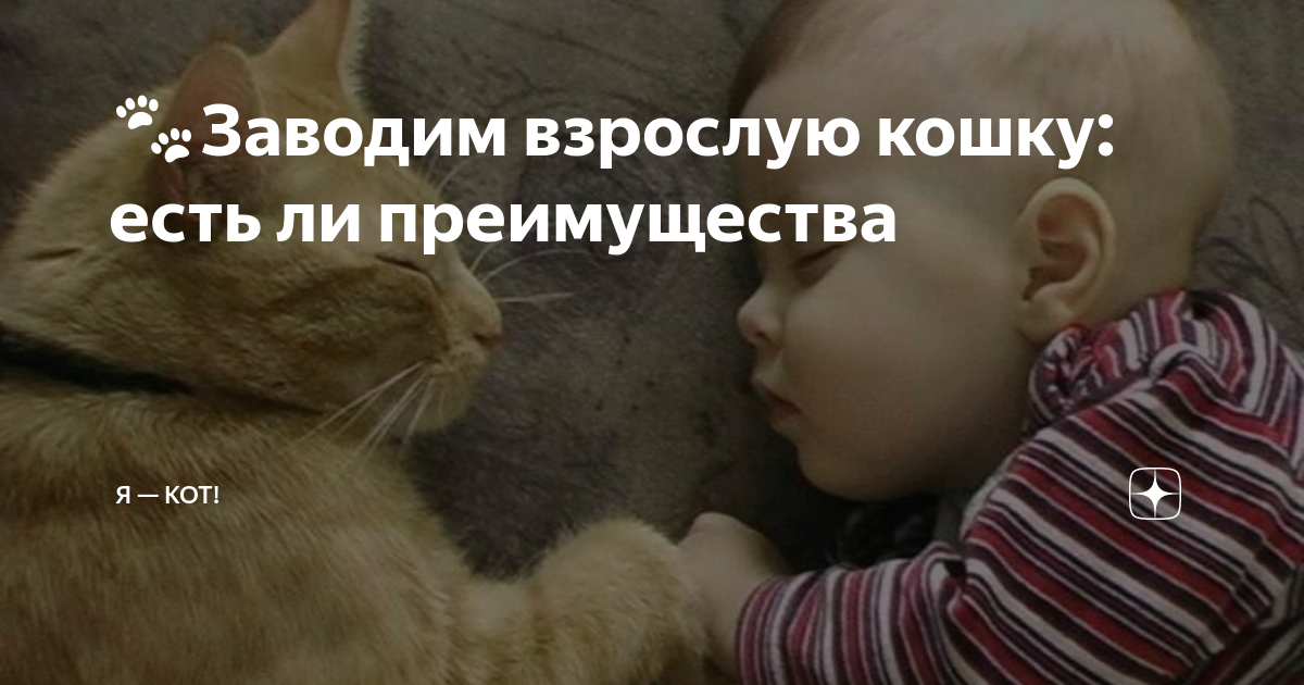 Как кошки благодарят своих хозяев