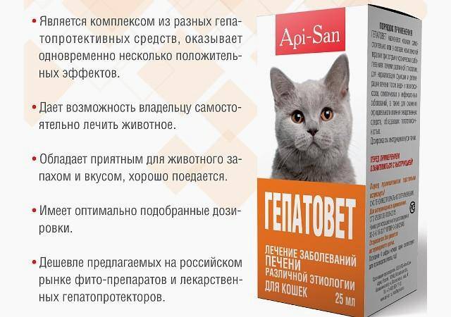 Субпродукты для кошек: какие лучше давать, в каком количестве и как часто, сырые или вареные, для чего вводить в рацион