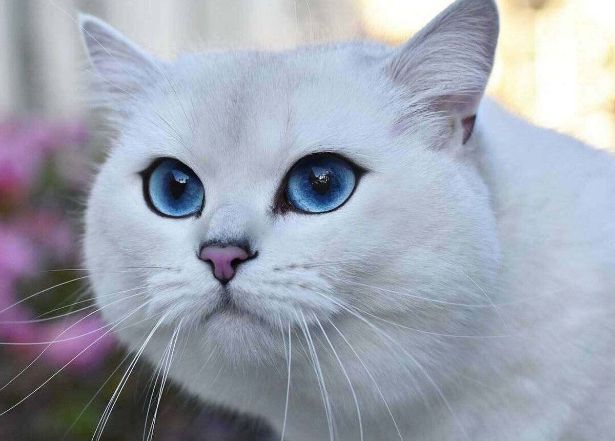 Кошка с голубыми глазами