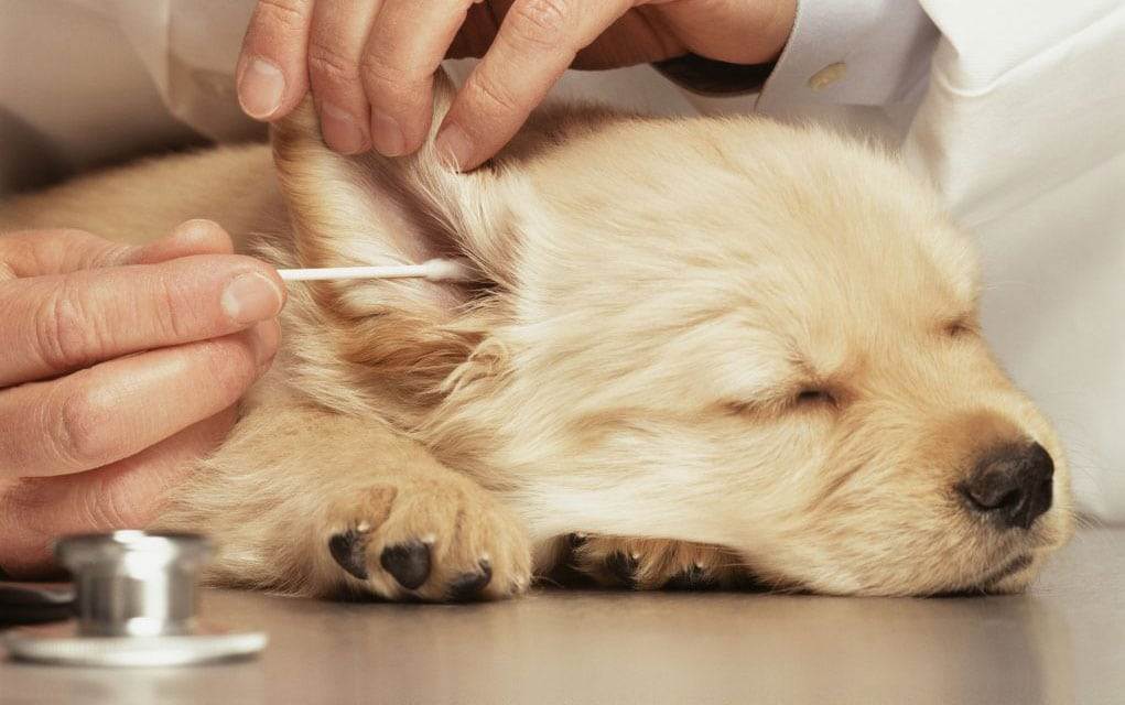 Ушной клещ у собаки (отодектоз): эффективное лечение