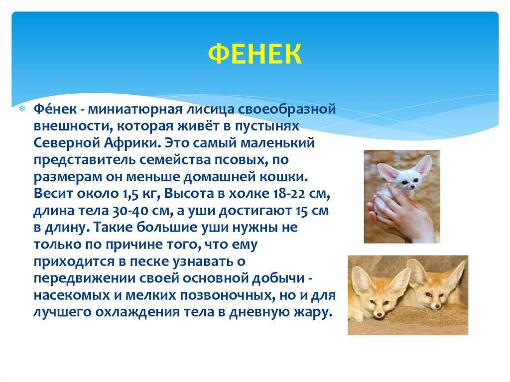 Лисица фенек как домашнее животное — сайт эксперта по животным — howmeow