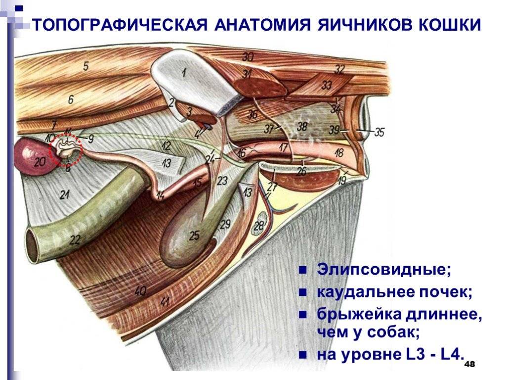 Кастрация крыс для предотвращения их размножения