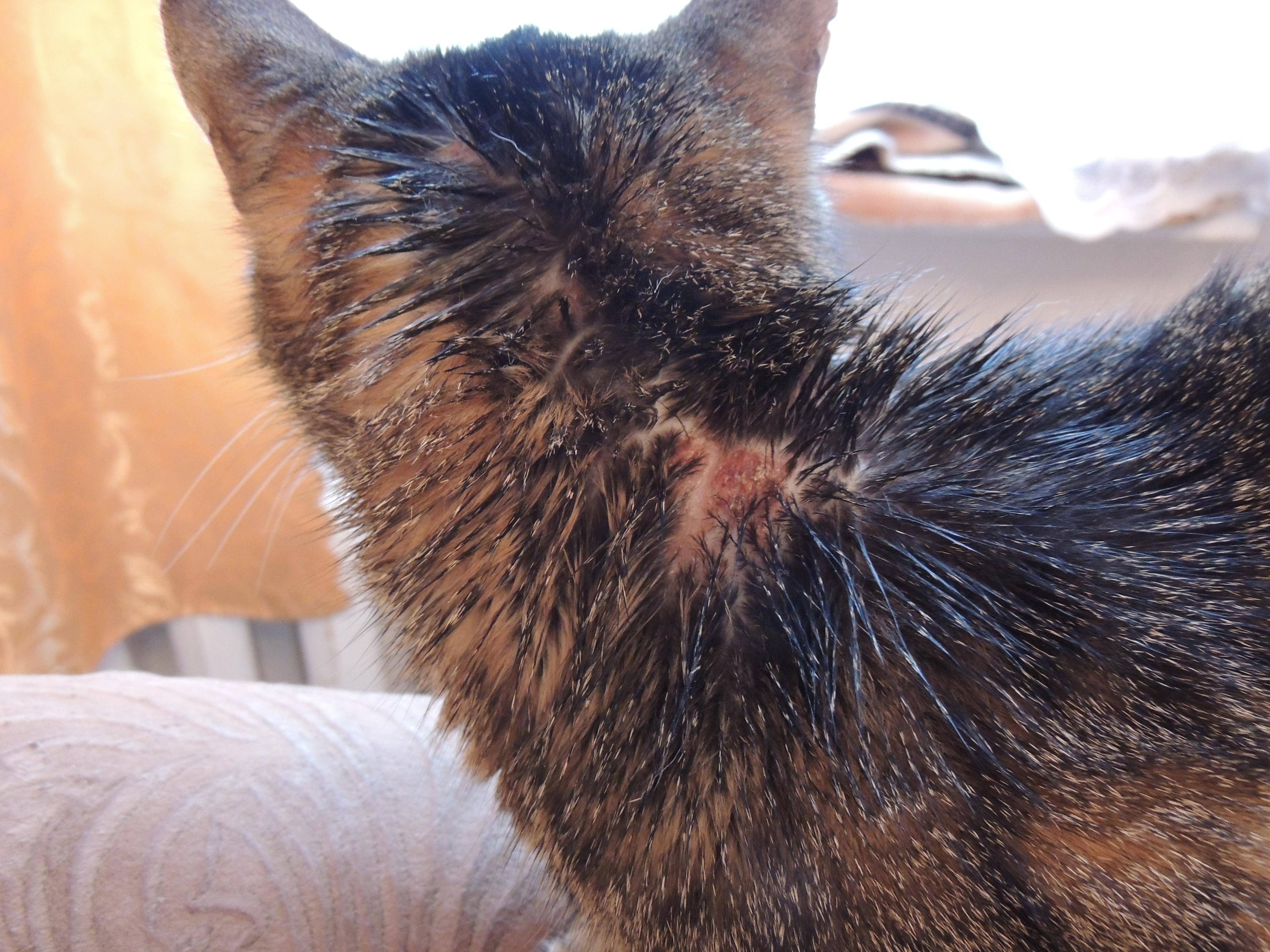Демодекоз (чесоточный клещ) у кошек: симптомы, лечение чесотки, фото