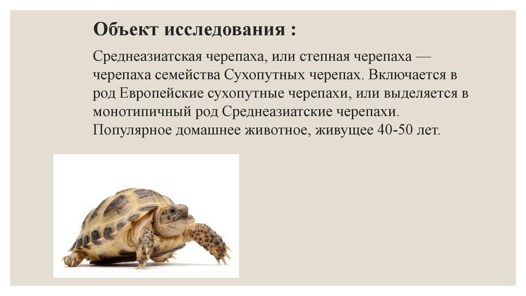 Могут ли черепахи бегать? черепахи быстры?