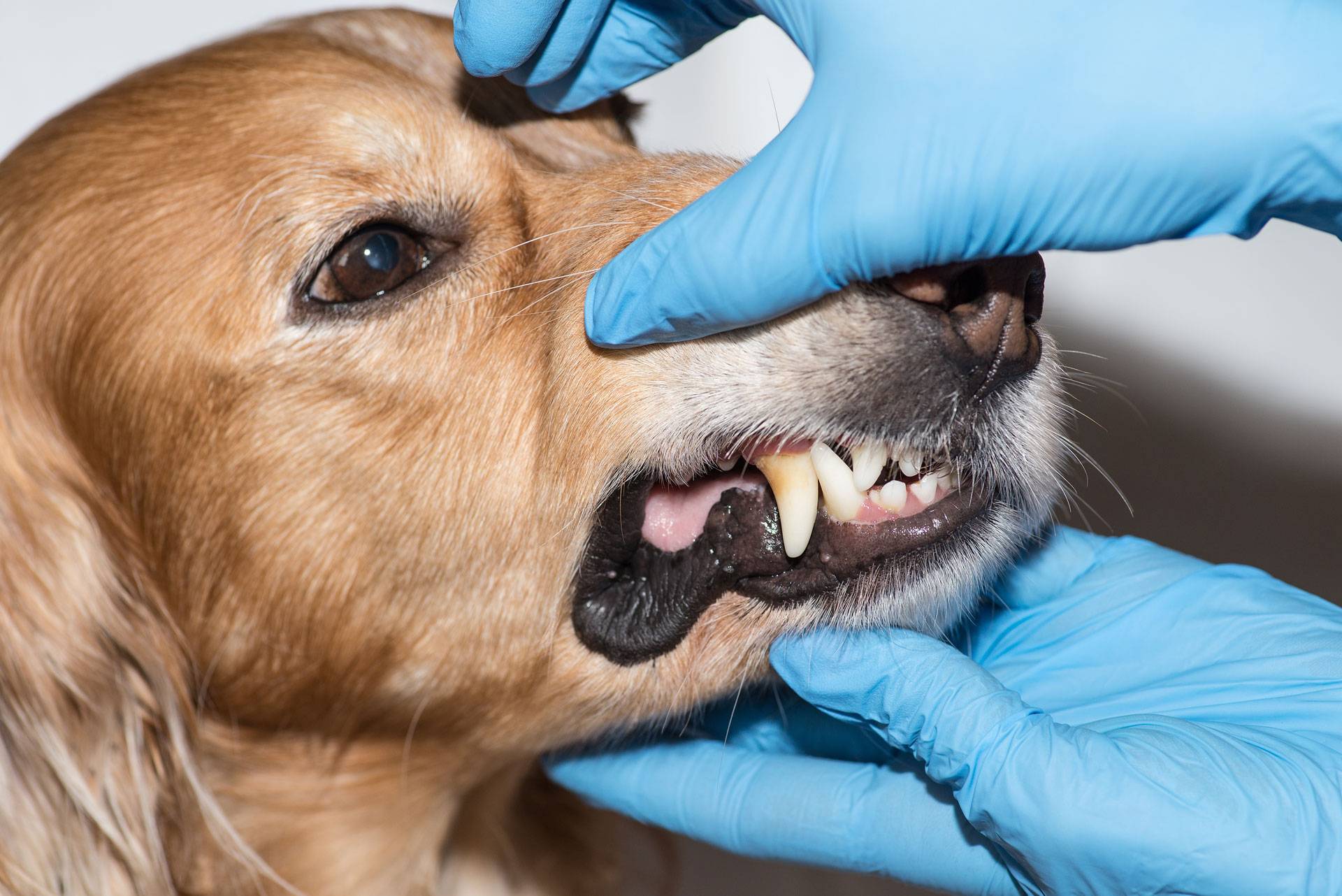 Зубной камень у собак – чистка зубов ультразвуком, как снять в домашних условиях, пасты от налета