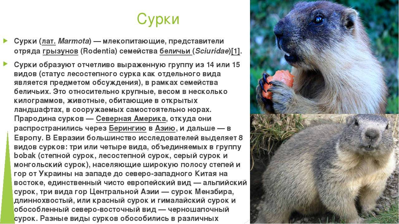 Грызуны — энциклопедия руниверсалис