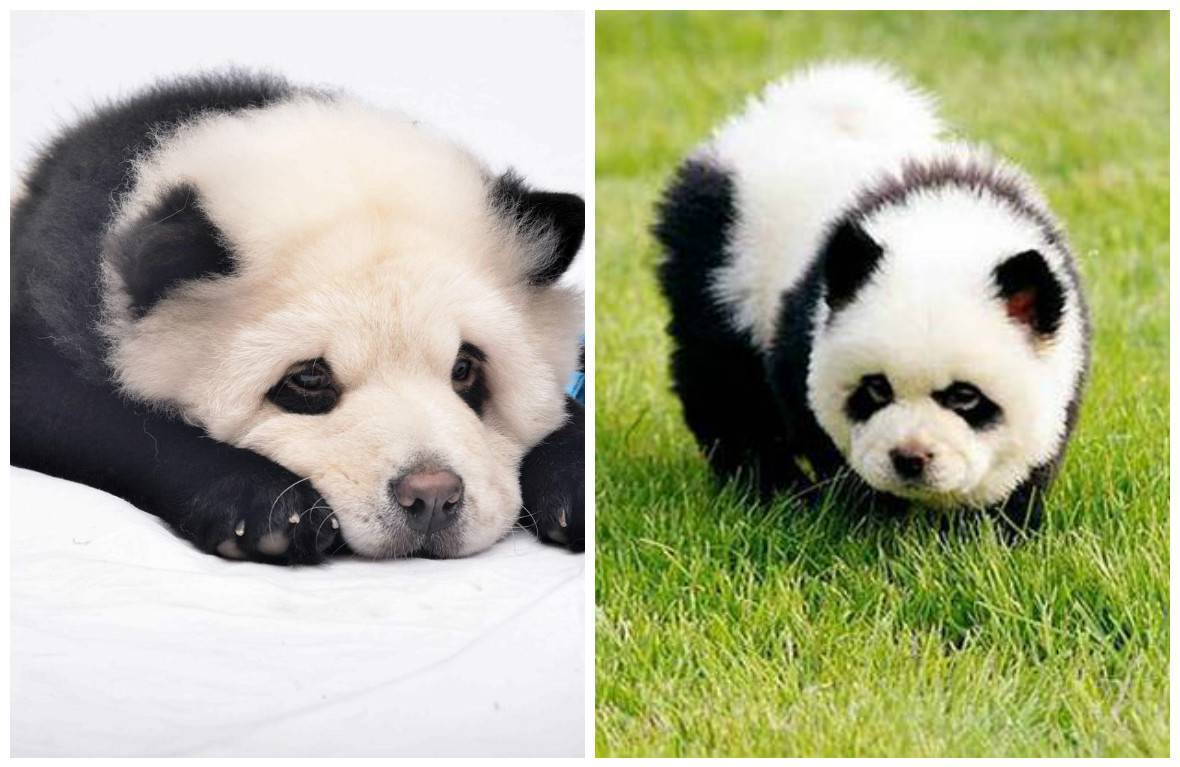 Как выглядят собаки породы чау-чау панда: подробное описание вида