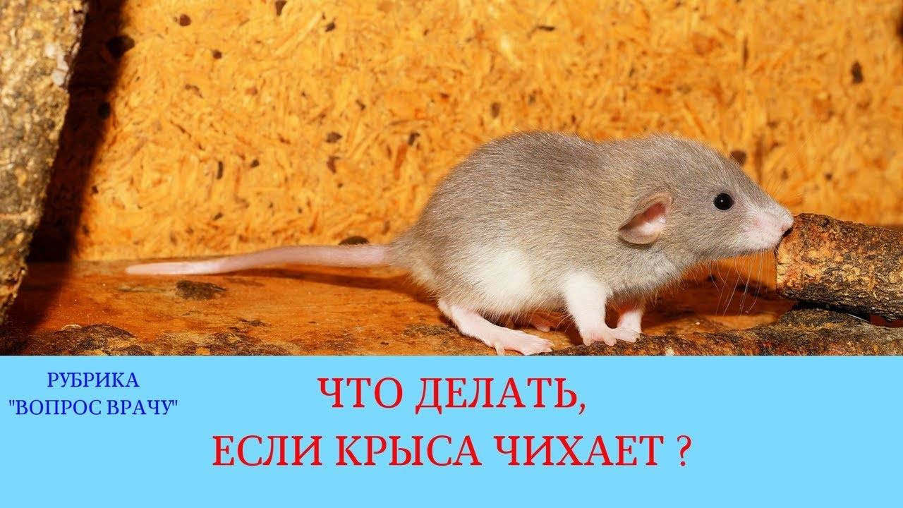 Почему чихает крыса: причины, симптомы и лечение, что делать