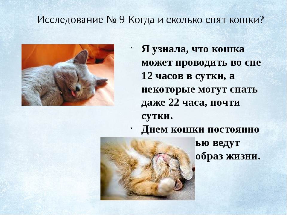Что делать, если кошка просит кота: 18 способов успокоить питомицу