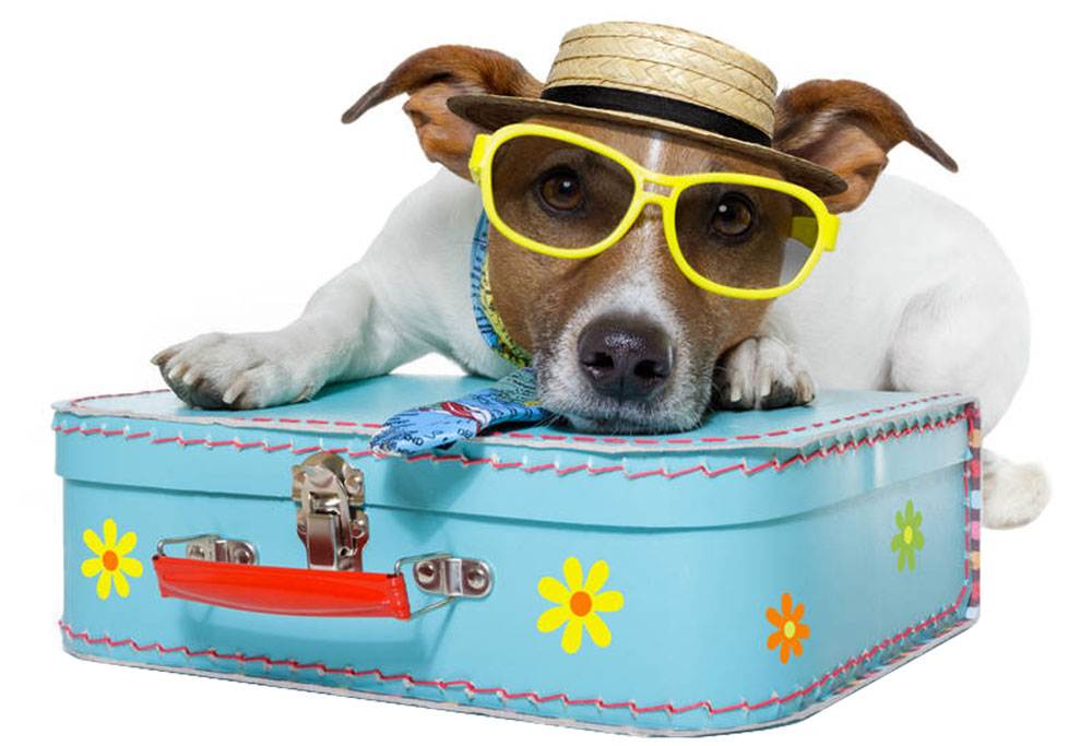 Отпуск без собаки: как выбрать передержку | блог ветклиники "беланта"
