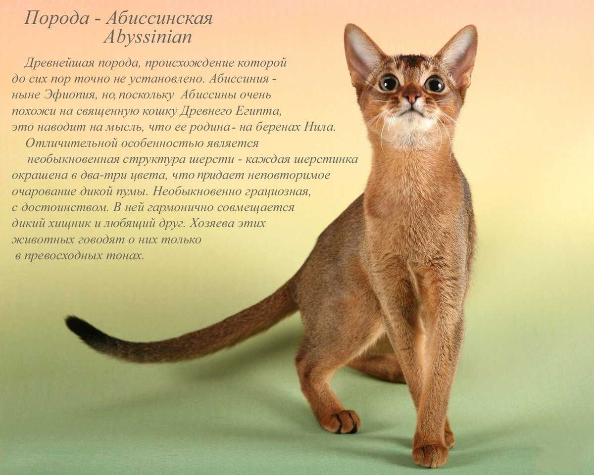 Самые умные породы кошек в мире: фото с названиями и описанием